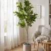 Kumquat Tree 140 cm styled in an interior — Neon Jungle Studios