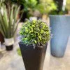 Boule de Buis Lavender 33 cm