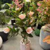 Magnolia Pink 100 cm