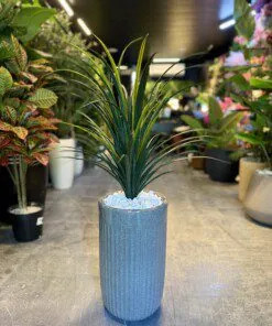 Dracaena Marginata 45 cm