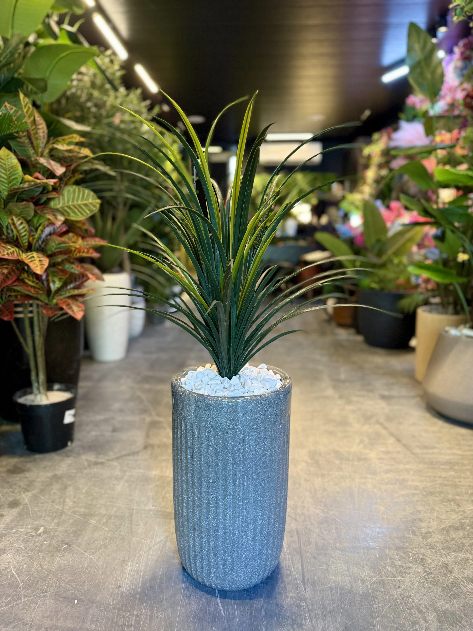 Dracaena Marginata 45 cm