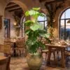 Monstera Deliciosa 140 cm styled in an interior — Neon Jungle Studios