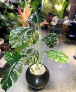 Monstera Deliciosa 120 cm