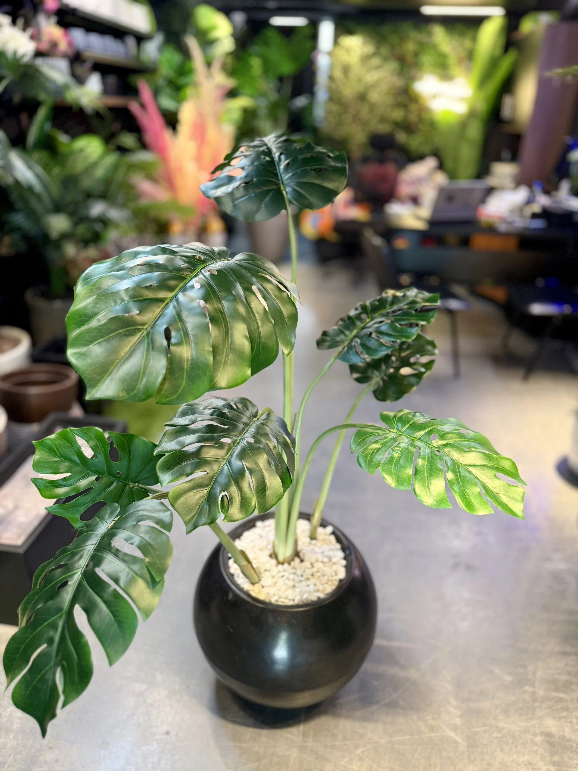 Monstera Deliciosa 120 cm