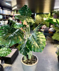 Monstera Deliciosa 160 cm