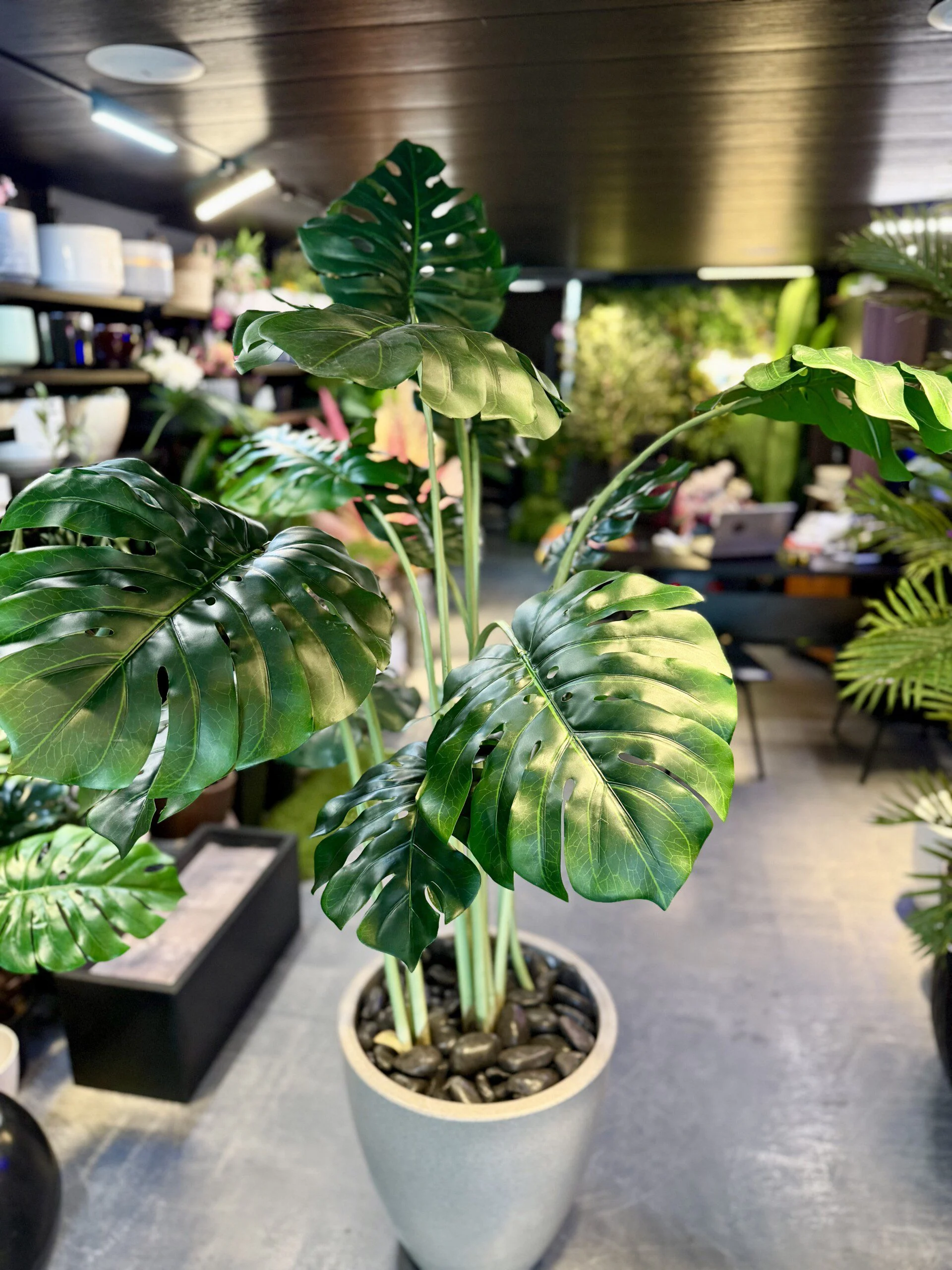 Monstera Deliciosa 160 cm