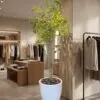 Nandina Tree 140 cm styled in an interior — Neon Jungle Studios