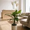Peace Lilly 120 cm styled in an interior — Neon Jungle Studios