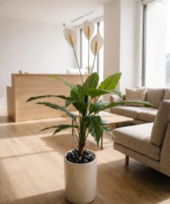 Peace Lilly 120 cm styled in an interior — Neon Jungle Studios