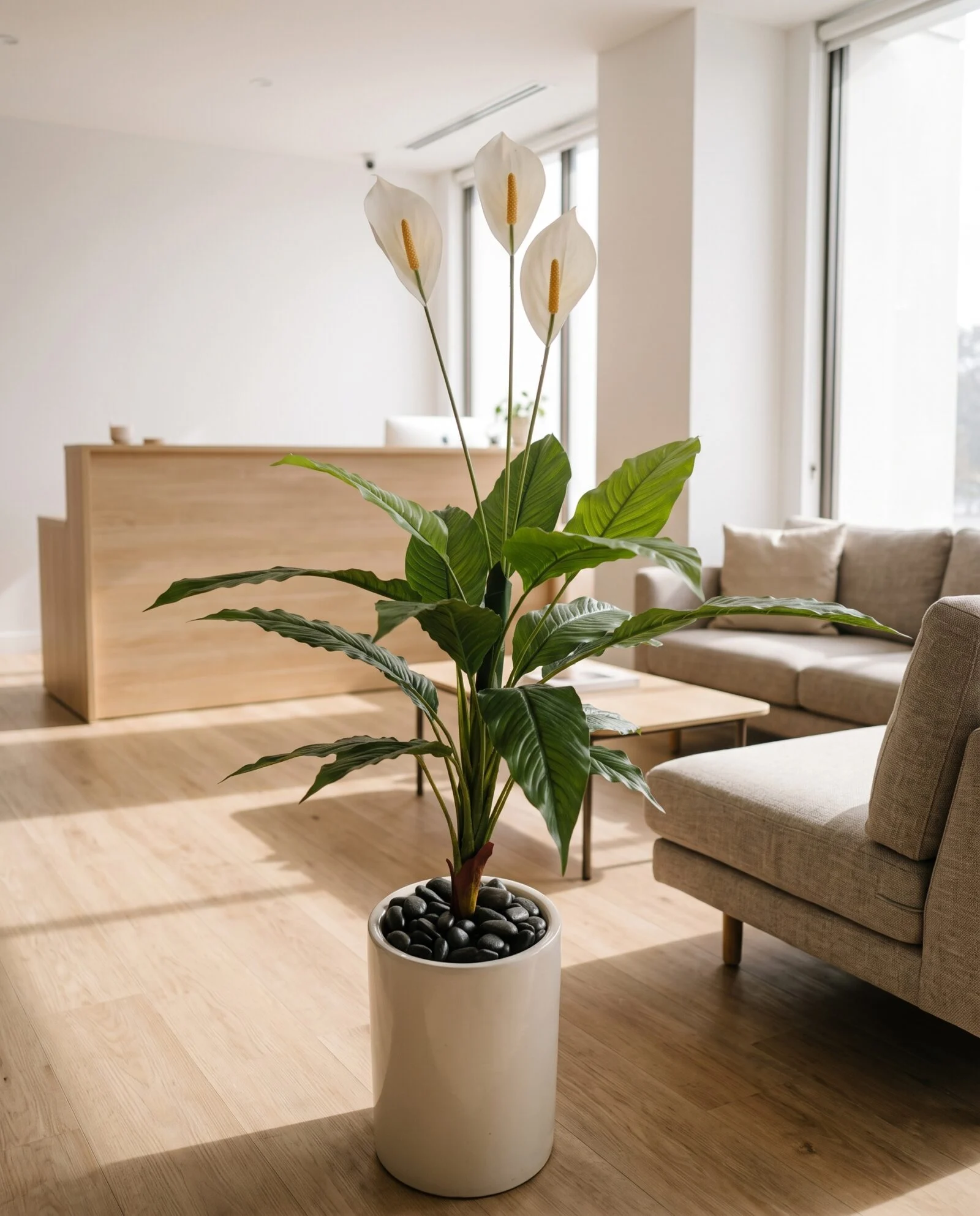 Peace Lilly 120 cm styled in an interior — Neon Jungle Studios