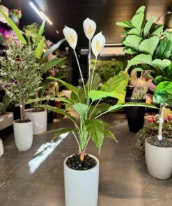 Peace Lilly 120 cm