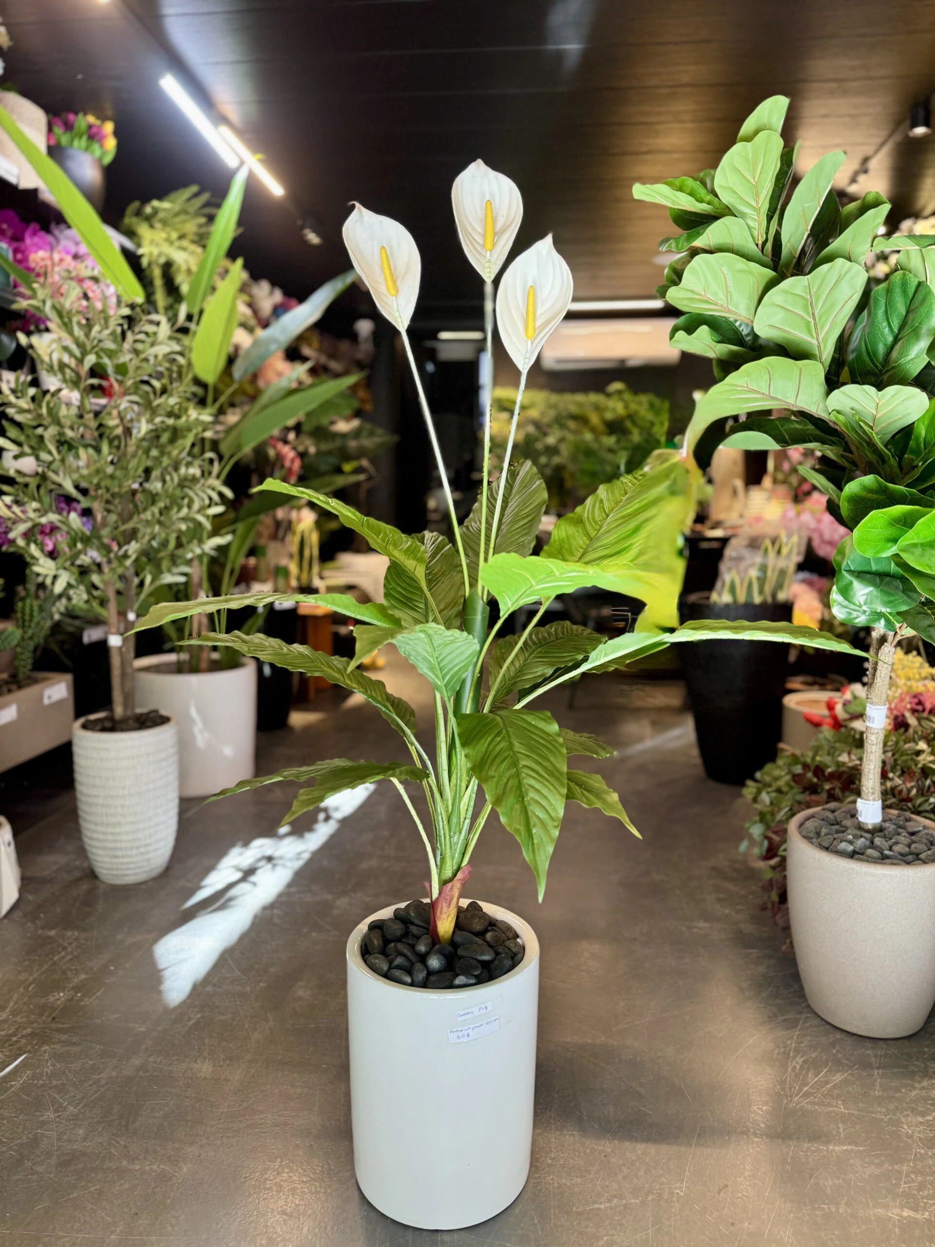 Peace Lilly 120 cm
