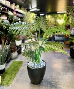 Philodendron Xanadu