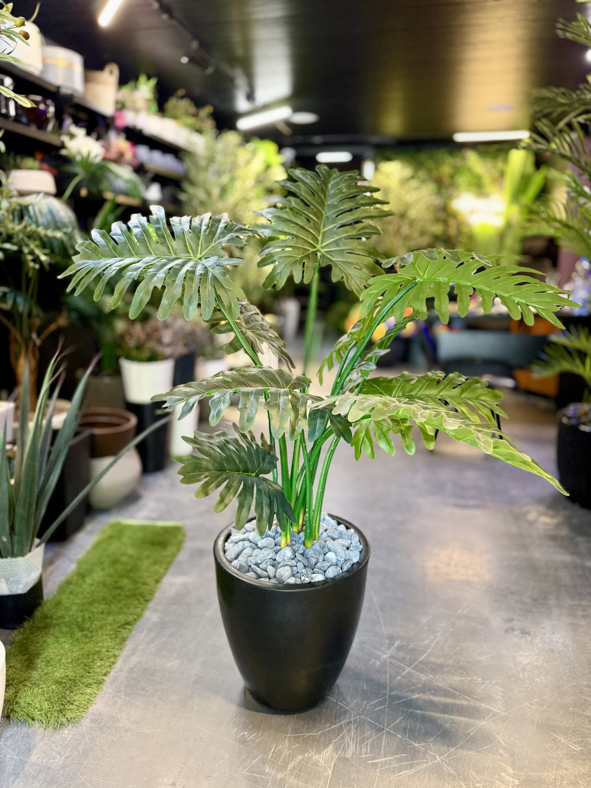 Philodendron Xanadu