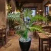 Philodendron Xanadu Tree styled in an interior — Neon Jungle Studios