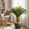 Sago Palm 70 cm styled in an interior — Neon Jungle Studios