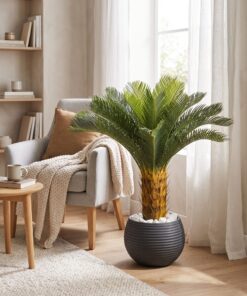 Sago Palm 70 cm styled in an interior — Neon Jungle Studios