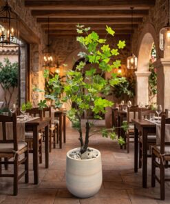 Schefflera Tree 110 cm styled in an interior — Neon Jungle Studios