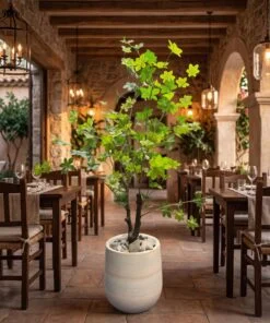 Schefflera Tree 110 cm styled in an interior — Neon Jungle Studios