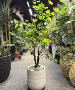 Schefflera 110 cm