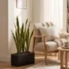 Snake Plant 9 stems 65 cm with planter styled in an interior — Neon Jungle Studios
