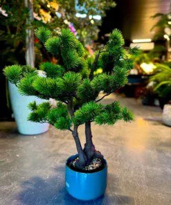 Bonsaï Dwarf Pine bright green 50 cm