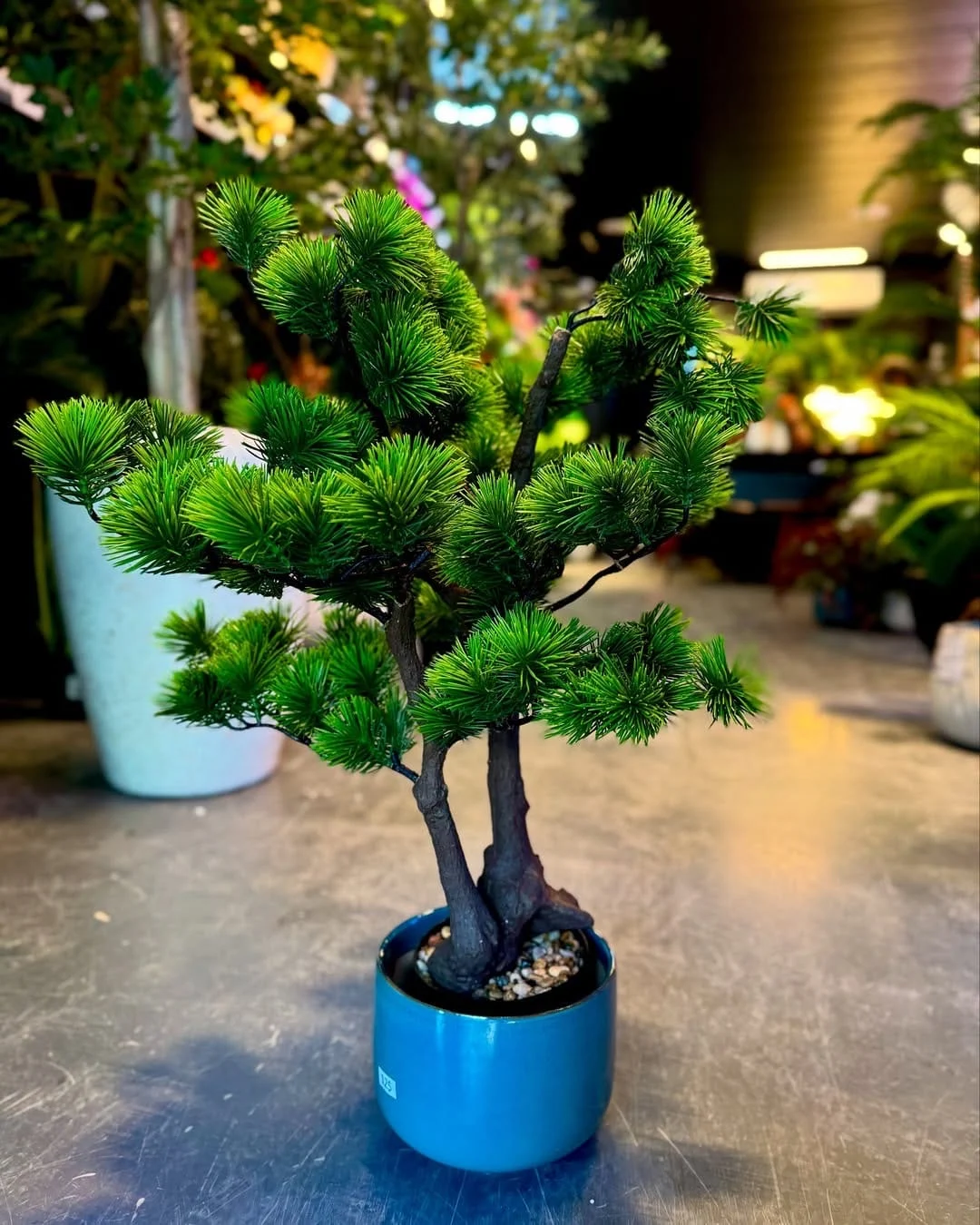 Bonsaï Dwarf Pine bright green 50 cm