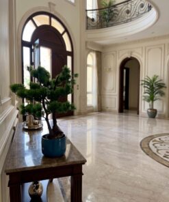Dwarf Pine Bonsai 50 cm bright green styled in an interior — Neon Jungle Studios