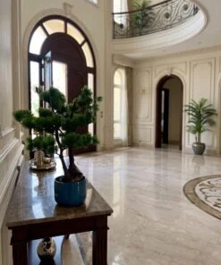 Dwarf Pine Bonsai 50 cm bright green styled in an interior — Neon Jungle Studios