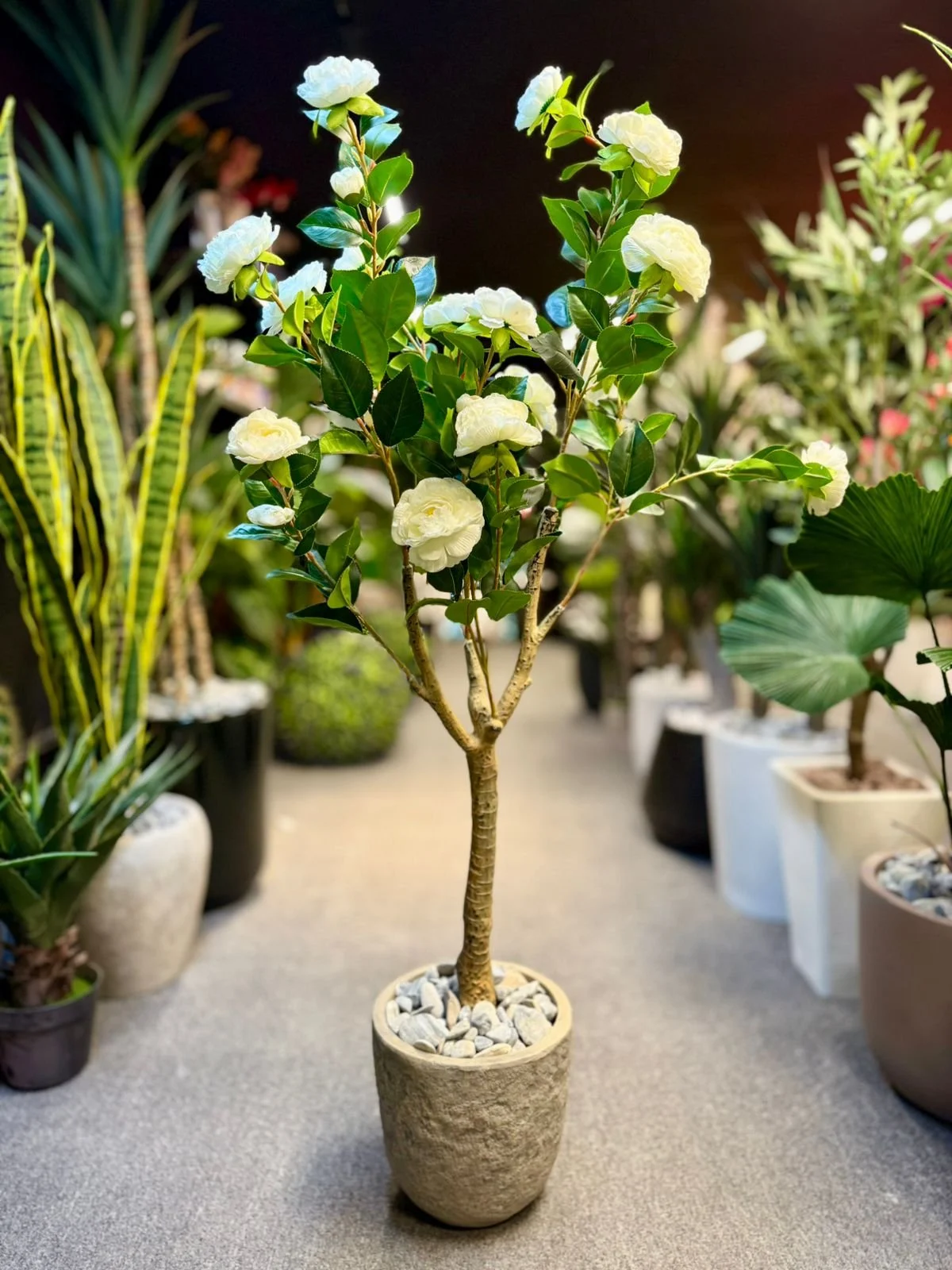 Camélia White 120 cm
