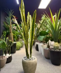 Sansevieria (Langue de Belle-mère) 120 cm