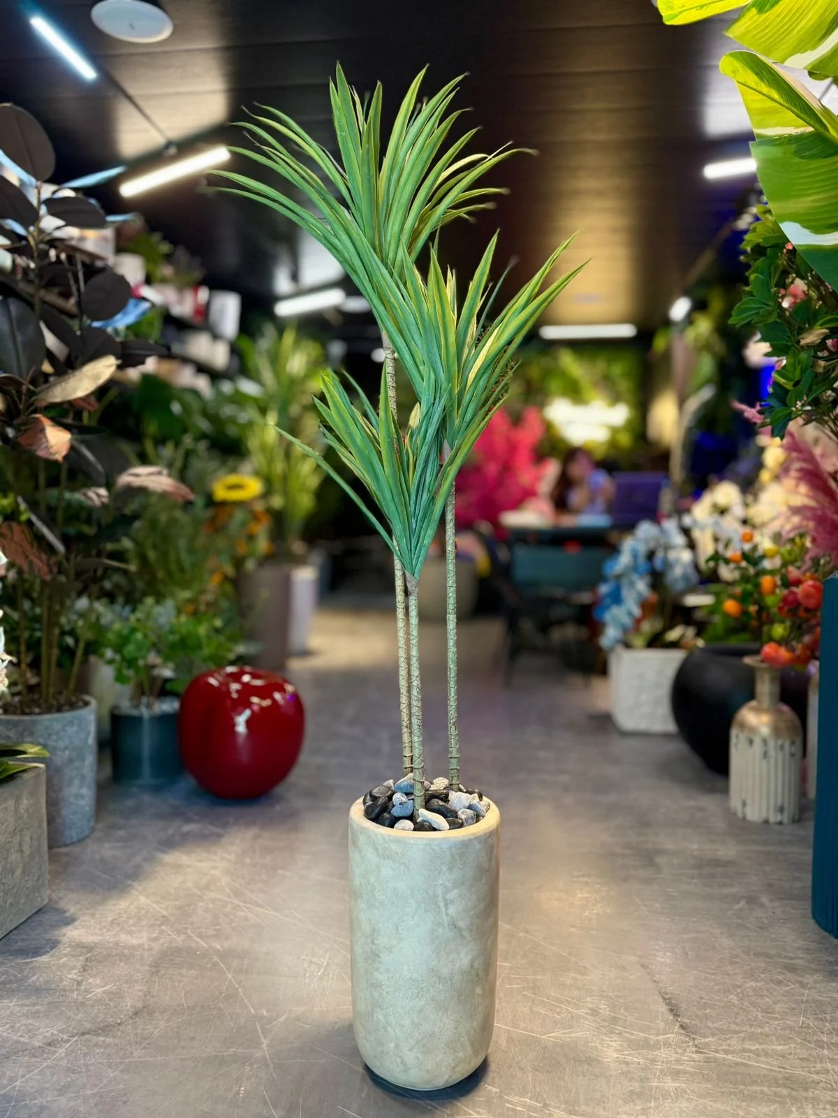 Dracaena Fragrans à tige fine