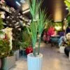Dracaena Fragrans