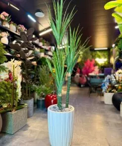 Dracaena Fragrans
