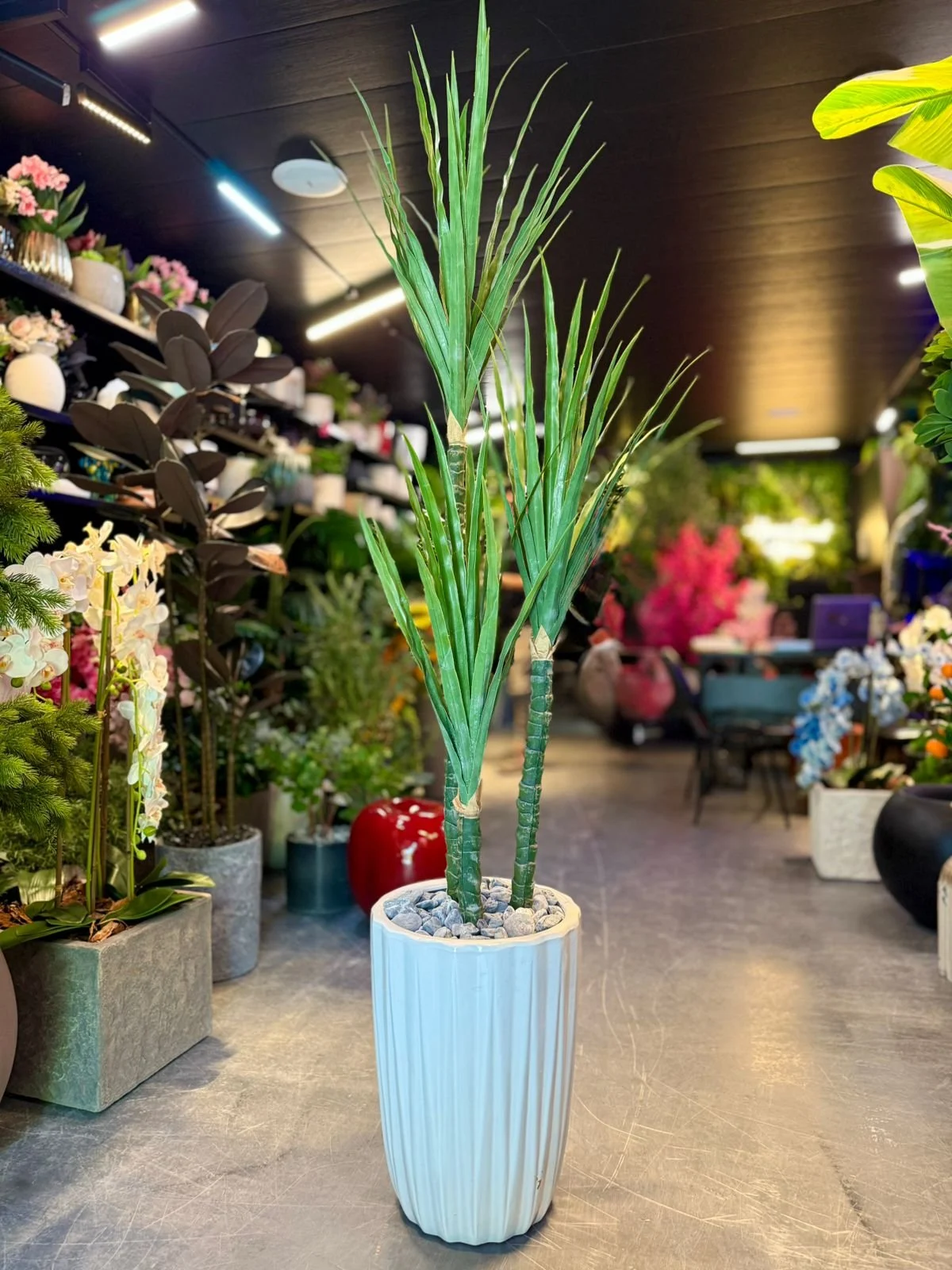 Dracaena Fragrans