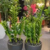 Plante ZZ (Zamioculcas) 70 cm