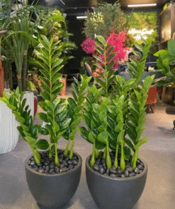 Plante ZZ (Zamioculcas) 70 cm
