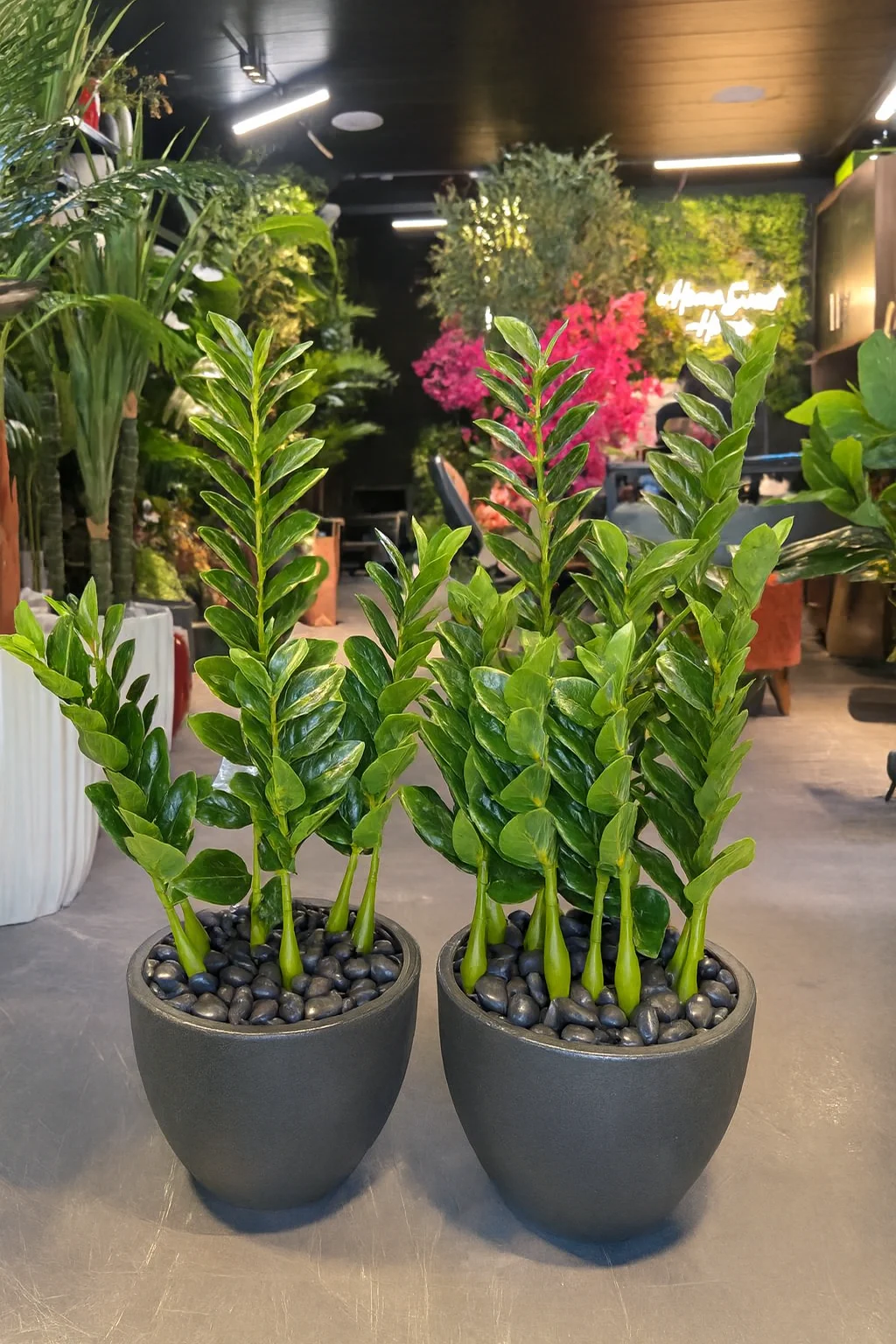 Plante ZZ (Zamioculcas) 70 cm