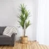 Dracaena Fragrans à tige fine