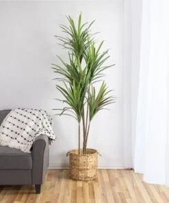 Dracaena Fragrans à tige fine