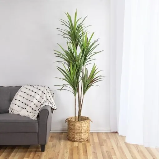 Dracaena Fragrans à tige fine