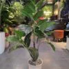 Ficus Lyrata avec pot 100 cm