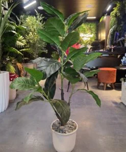 Ficus Lyrata avec pot 100 cm