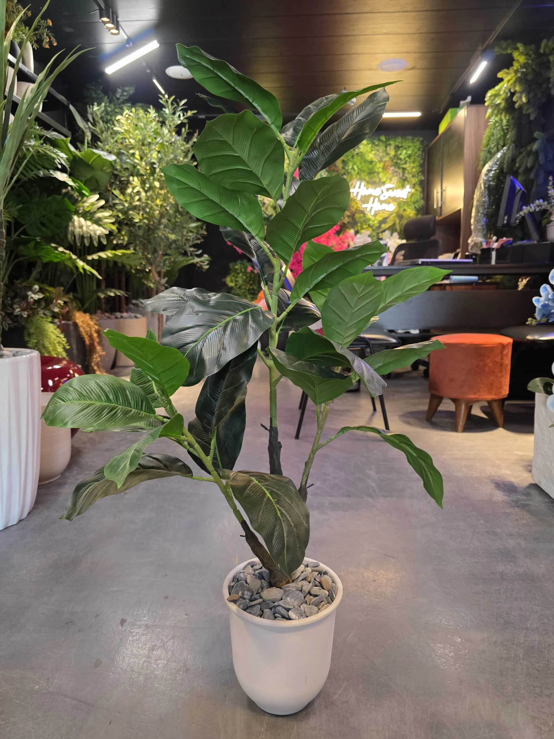 Ficus Lyrata avec pot 100 cm