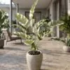Banana Plant variegated 50 cm styled in an interior — Neon Jungle Studios