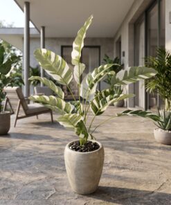Banana Plant variegated 50 cm styled in an interior — Neon Jungle Studios