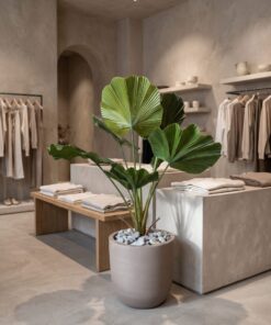 Fan Palm 80 cm styled in an interior — Neon Jungle Studios