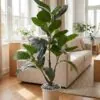 Ficus Lyrata 100 cm with pot styled in an interior — Neon Jungle Studios
