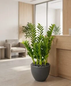 Zanzibar Gem Plant 70 cm styled in an interior — Neon Jungle Studios