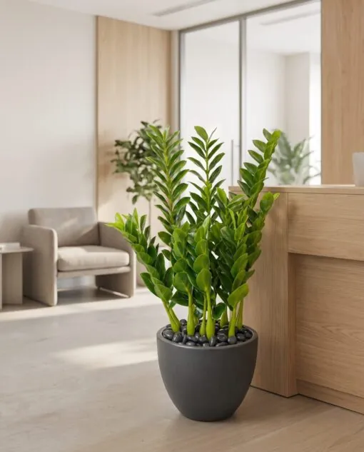Zanzibar Gem Plant 70 cm styled in an interior — Neon Jungle Studios